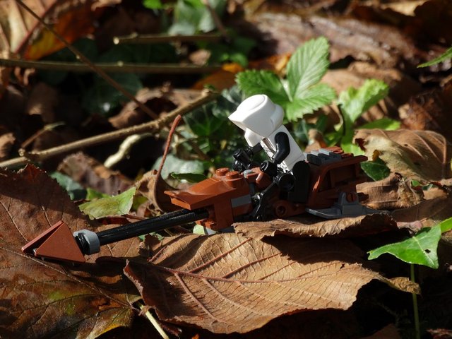 C'est plus facile de trouver un "Endor" sur Terre quand on mesure 5 cm de haut!